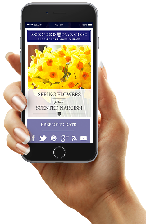 Scented Narcissi email campaign